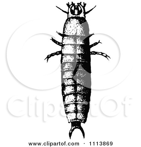 Clipart Vintage Black And White Calosoma Larva - Royalty Free Vector Illustration by Prawny Vintage