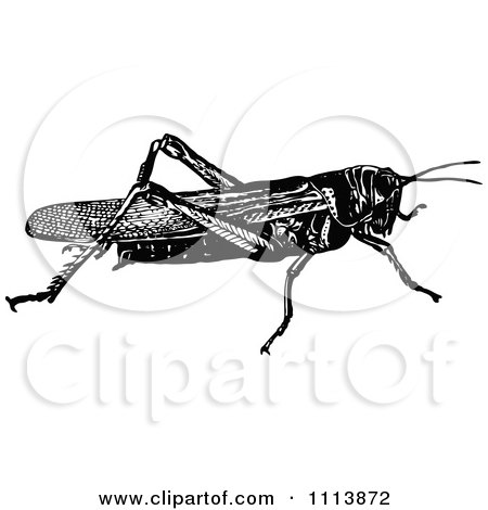 Clipart Vintage Black And White Locust 1 - Royalty Free Vector Illustration by Prawny Vintage