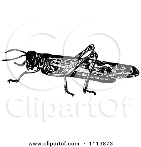 Clipart Vintage Black And White Locust 2 - Royalty Free Vector Illustration by Prawny Vintage