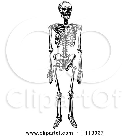 Clipart Vintage Black And White Human Skeleton - Royalty Free Vector Illustration by Prawny Vintage