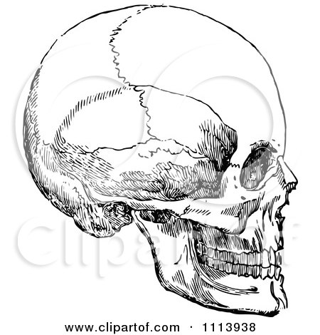 Clipart Vintage Black And White Human Skull 3 - Royalty Free Vector Illustration by Prawny Vintage