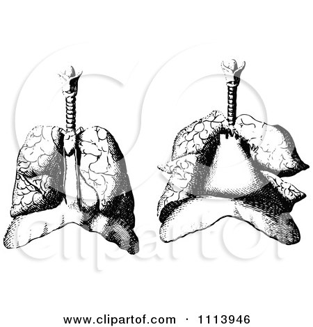 Clipart Vintage Black And White Human Lungs - Royalty Free Vector Illustration by Prawny Vintage