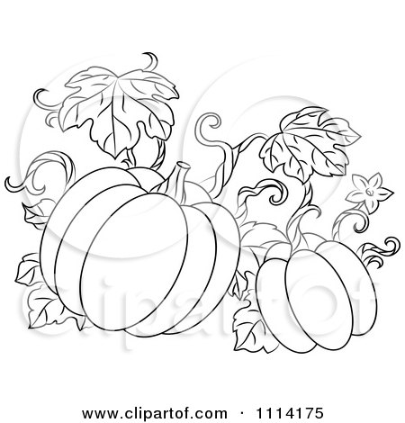 Clipart Outlined Pumpkin Vine - Royalty Free Vector Illustration by Vector Tradition SM