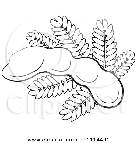 Clipart Outlined Tamarind Fruit And Leaves - Royalty Free Vector Illustration by Lal Perera