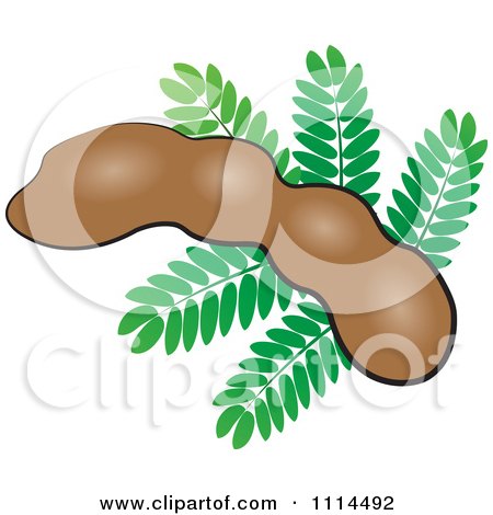 Clipart Tamarind Fruit And Leaves - Royalty Free Vector Illustration by Lal Perera