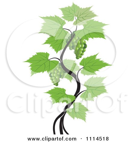 Clipart Green Grape Vine - Royalty Free Vector Illustration by Lal Perera