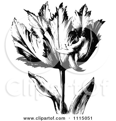 Clipart Vintage Black And White Spring Tulip Flower 1 - Royalty Free Vector Illustration by Prawny Vintage