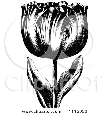 Clipart Vintage Black And White Spring Tulip Flower 2 - Royalty Free Vector Illustration by Prawny Vintage