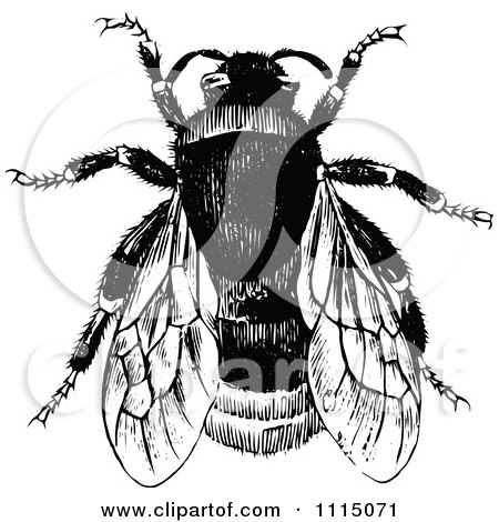 Clipart Vintage Black And White Bumble Bee 1 - Royalty Free Vector Illustration by Prawny Vintage