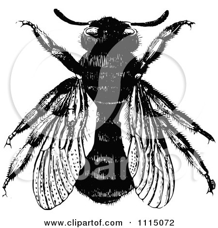 Clipart Vintage Black And White Bumble Bee 2 - Royalty Free Vector Illustration by Prawny Vintage