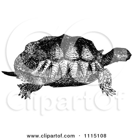 Clipart Vintage Black And White Turtle - Royalty Free Vector Illustration by Prawny Vintage