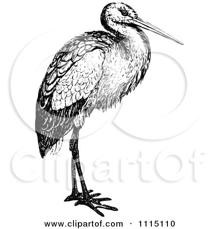 Clipart Vintage Black And White Stork Bird - Royalty Free Vector Illustration by Prawny Vintage