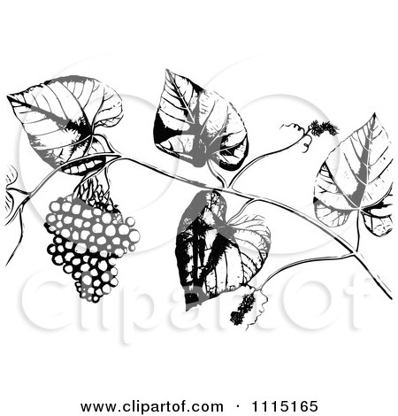 Clipart Vintage Black And White Vine With Berries - Royalty Free Vector Illustration by Prawny Vintage