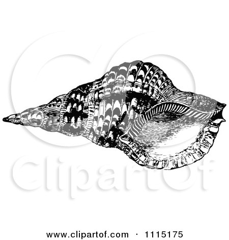 Clipart Vintage Black And White Sea Shell 1 - Royalty Free Vector Illustration by Prawny Vintage