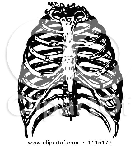 Clipart Vintage Black And White Human Rib Cage - Royalty Free Vector Illustration by Prawny Vintage