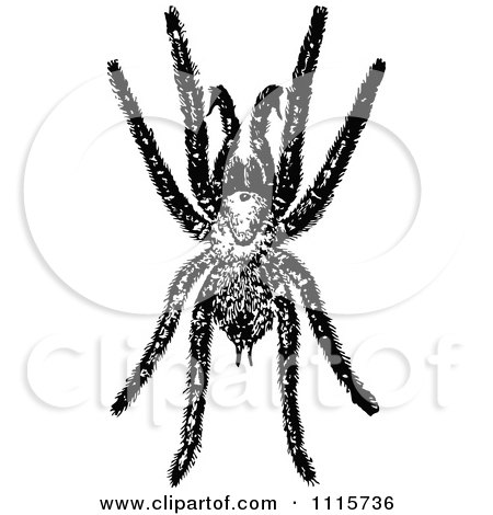Clipart Retro Vintage Black And White Tarantula Spider - Royalty Free Vector Illustration by Prawny Vintage