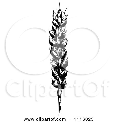 Clipart Retro Vintage Black And White Wheat Stalk 1 - Royalty Free Vector Illustration by Prawny Vintage