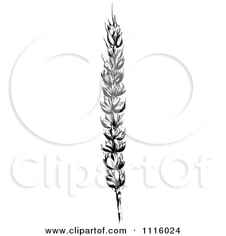 Clipart Retro Vintage Black And White Wheat Stalk 2 - Royalty Free Vector Illustration by Prawny Vintage