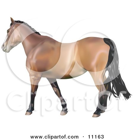 Brown Horse With a Black Mane Clipart Illustration by AtStockIllustration