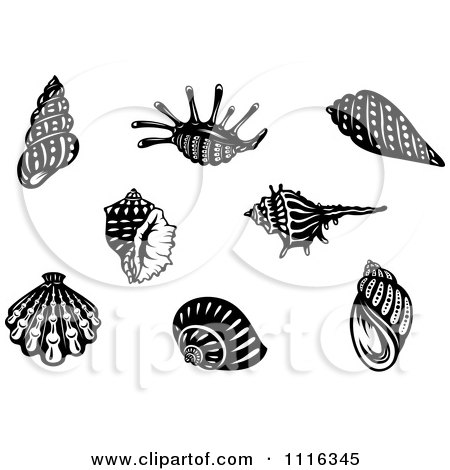 Clipart Black And White Seashells - Royalty Free Vector Illustration by Vector Tradition SM