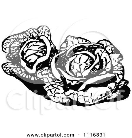 Clipart Of A Retro Vintage Black And White Cabbages - Royalty Free Vector Illustration by Prawny Vintage