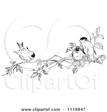 Clipart Of A Retro Vintage Black And White Branch With Birds - Royalty Free Vector Illustration by Prawny Vintage