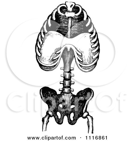 Clipart Of A Retro Vintage Black And White Human Anatomy Torso Bones - Royalty Free Vector Illustration by Prawny Vintage