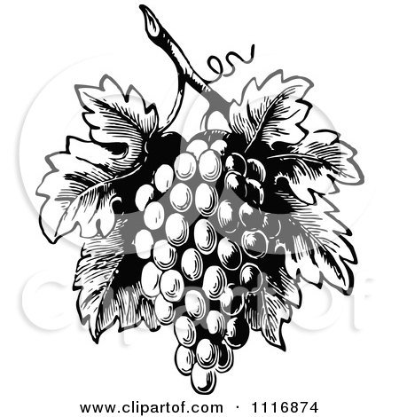 Clipart Of A Retro Vintage Black And White Bunch Of Grapes With Leaves 1 - Royalty Free Vector Illustration by Prawny Vintage