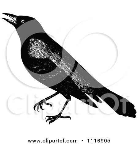 Clipart Of A Retro Vintage Black And White Crow - Royalty Free Vector Illustration by Prawny Vintage