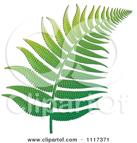 Clipart Of A Green Fern Branch 1 - Royalty Free Vector Illustration by Lal Perera