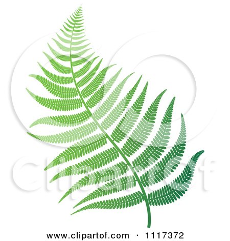 Clipart Of A Green Fern Branch 2 - Royalty Free Vector Illustration by Lal Perera
