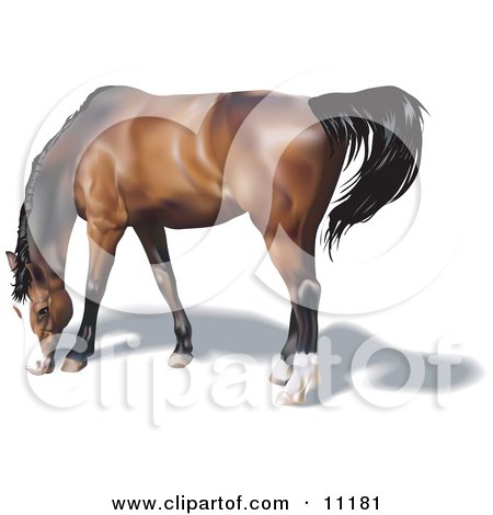 Brown Horse With a Black Mane Grazing Clipart Illustration by AtStockIllustration