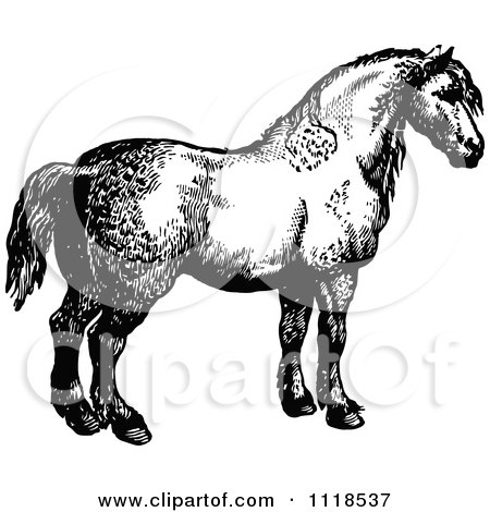 Clipart Of A Retro Vintage Black And White Horse 2 - Royalty Free Vector Illustration by Prawny Vintage