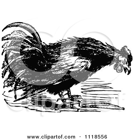 Clipart Of A Retro Vintage Black And White Farm Rooster 1 - Royalty Free Vector Illustration by Prawny Vintage