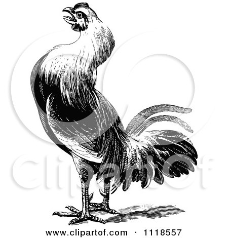 Clipart Of A Retro Vintage Black And White Farm Rooster 2 - Royalty Free Vector Illustration by Prawny Vintage