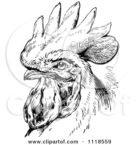 Clipart Of A Retro Vintage Black And White Rooster Portrait - Royalty Free Vector Illustration by Prawny Vintage