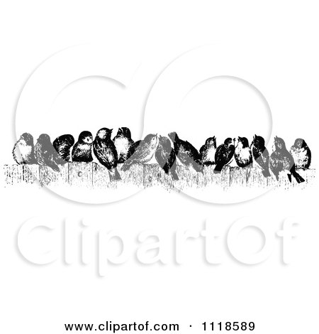 Clipart Of Retro Vintage Black And White Birds Perched On A Fence - Royalty Free Vector Illustration by Prawny Vintage