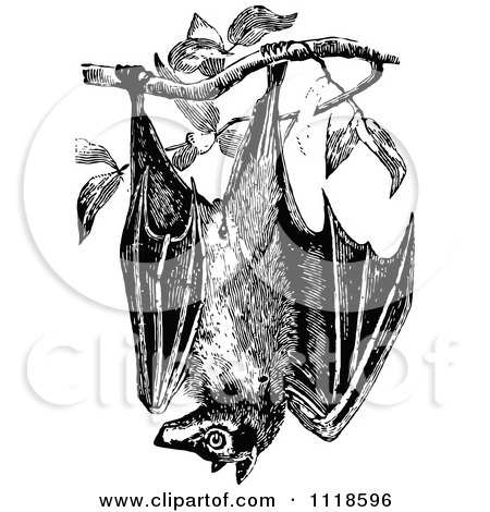 Clipart Of A Retro Vintage Black And White Wild Bat Hanging From A Tree - Royalty Free Vector Illustration by Prawny Vintage