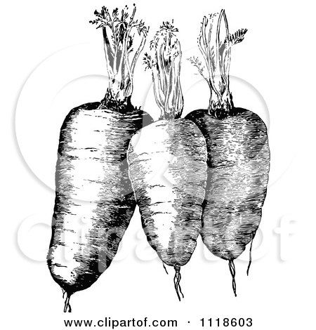 Clipart Of A Retro Vintage Black And White Plump Carrots And Greens - Royalty Free Vector Illustration by Prawny Vintage