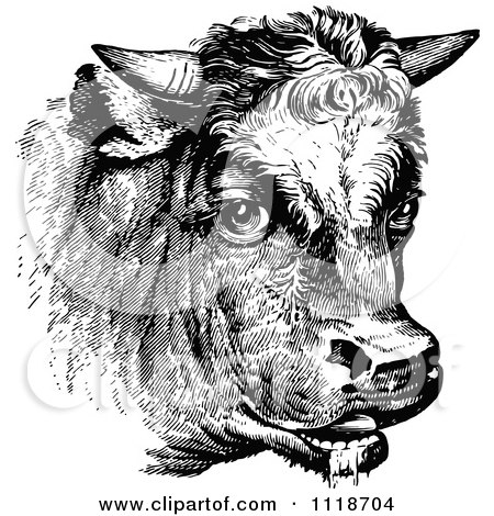 Clipart Of A Retro Vintage Black And White Cow Portrait 1 - Royalty Free Vector Illustration by Prawny Vintage