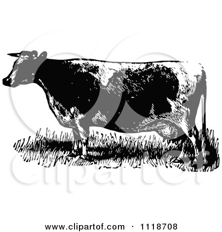 Clipart Of A Retro Vintage Black And White Cow 1 - Royalty Free Vector Illustration by Prawny Vintage