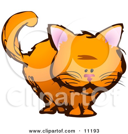 Orange Kitten Staring Clipart Illustration by AtStockIllustration