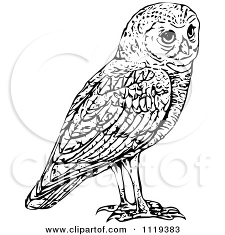 Clipart Of A Retro Vintage Black And White Owl - Royalty Free Vector Illustration by Prawny Vintage