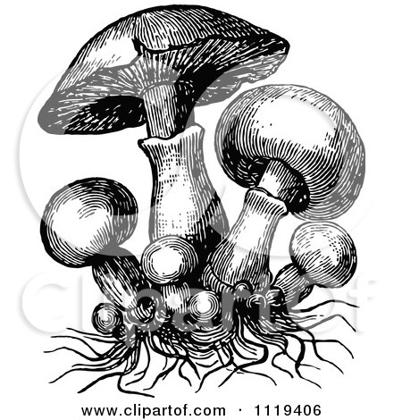 Clipart O Retro Vintage Black And White Mushrooms And Roots - Royalty ...