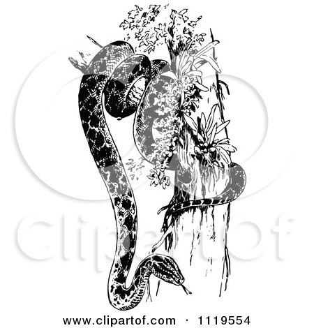 Clipart Of A Retro Vintage Black And White Anaconda Snake In A Tree - Royalty Free Vector Illustration by Prawny Vintage