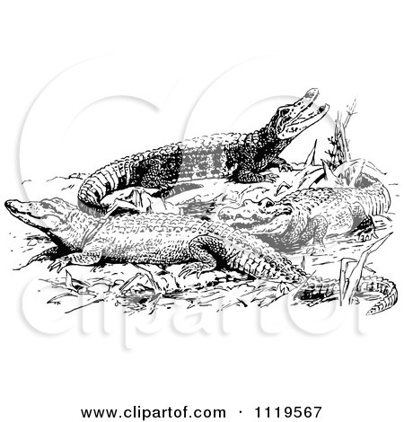 Clipart Of Retro Vintage Black And White Sun Bathing Alligators - Royalty Free Vector Illustration by Prawny Vintage