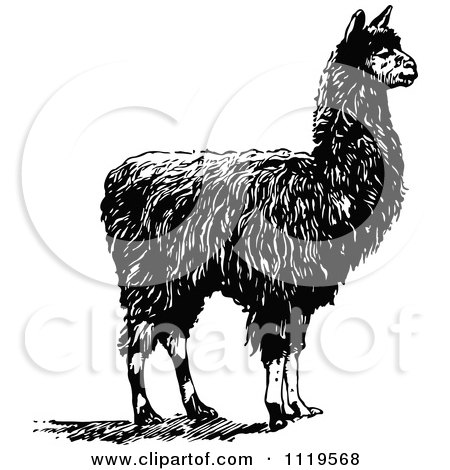 Clipart Of A Retro Vintage Black And White Alpaca - Royalty Free Vector Illustration by Prawny Vintage