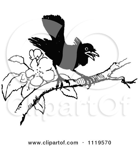 Clipart Of A Retro Vintage Black And White Black Bird Perched On A Blossoming Branch - Royalty Free Vector Illustration by Prawny Vintage