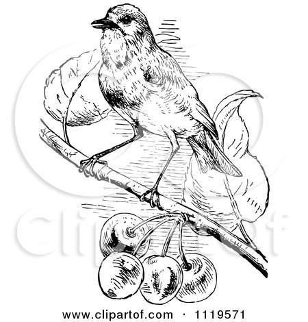 Clipart Of A Retro Vintage Black And White Bird Perched By Berries - Royalty Free Vector Illustration by Prawny Vintage