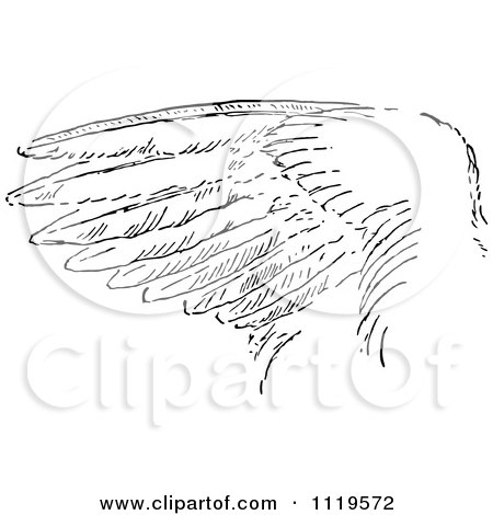 Clipart Of A Retro Vintage Black And White Bird Wing - Royalty Free Vector Illustration by Prawny Vintage